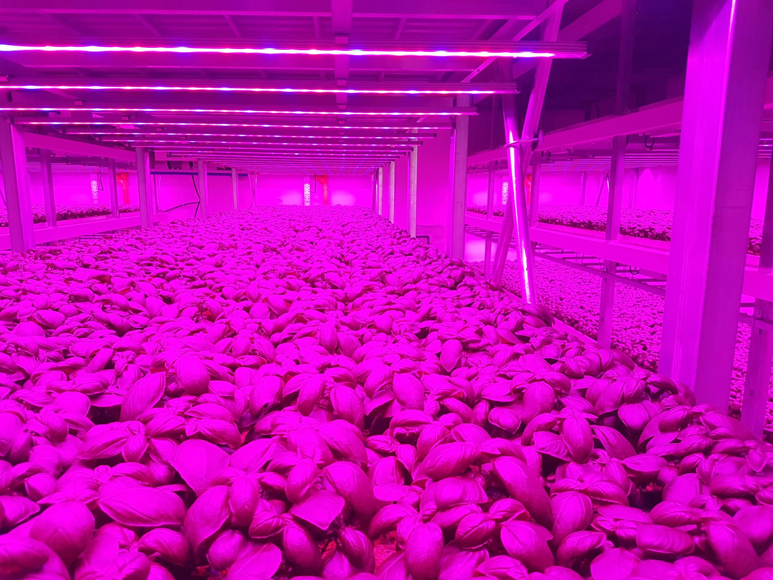 ams OSRAM horticultural lighting