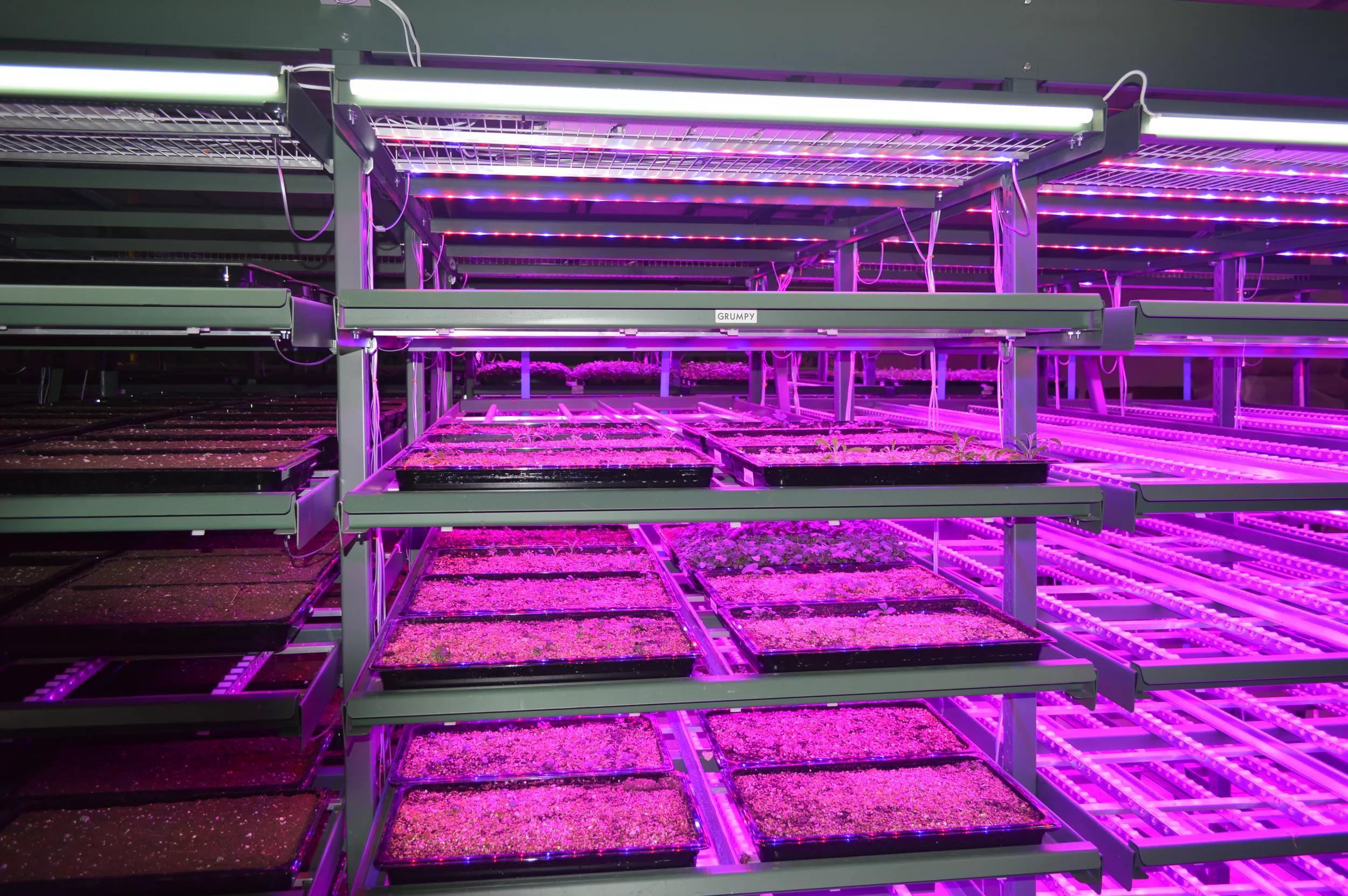 ams OSRAM horticultural LED lighting