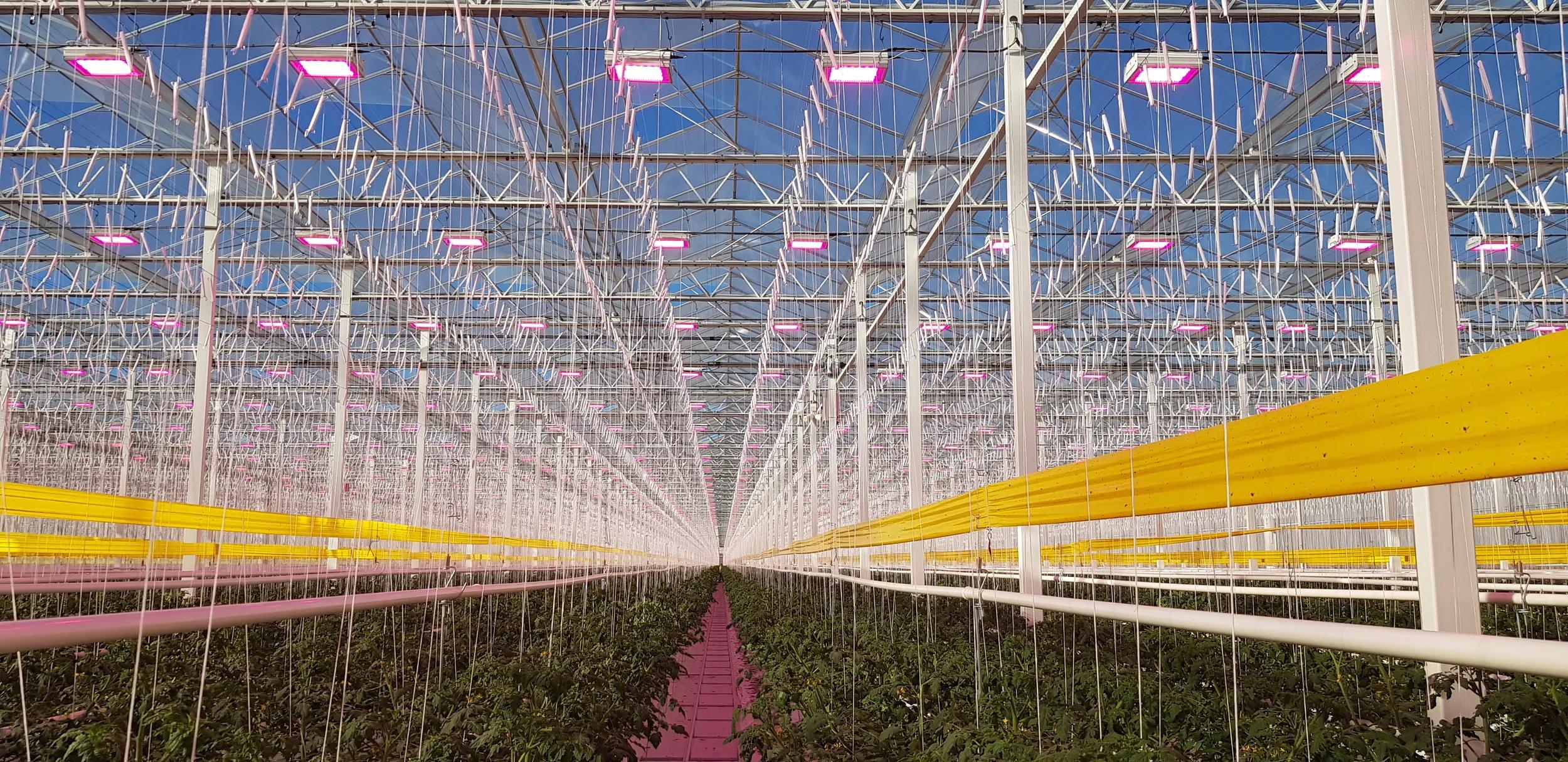 ams OSRAM horticultural LED lighting