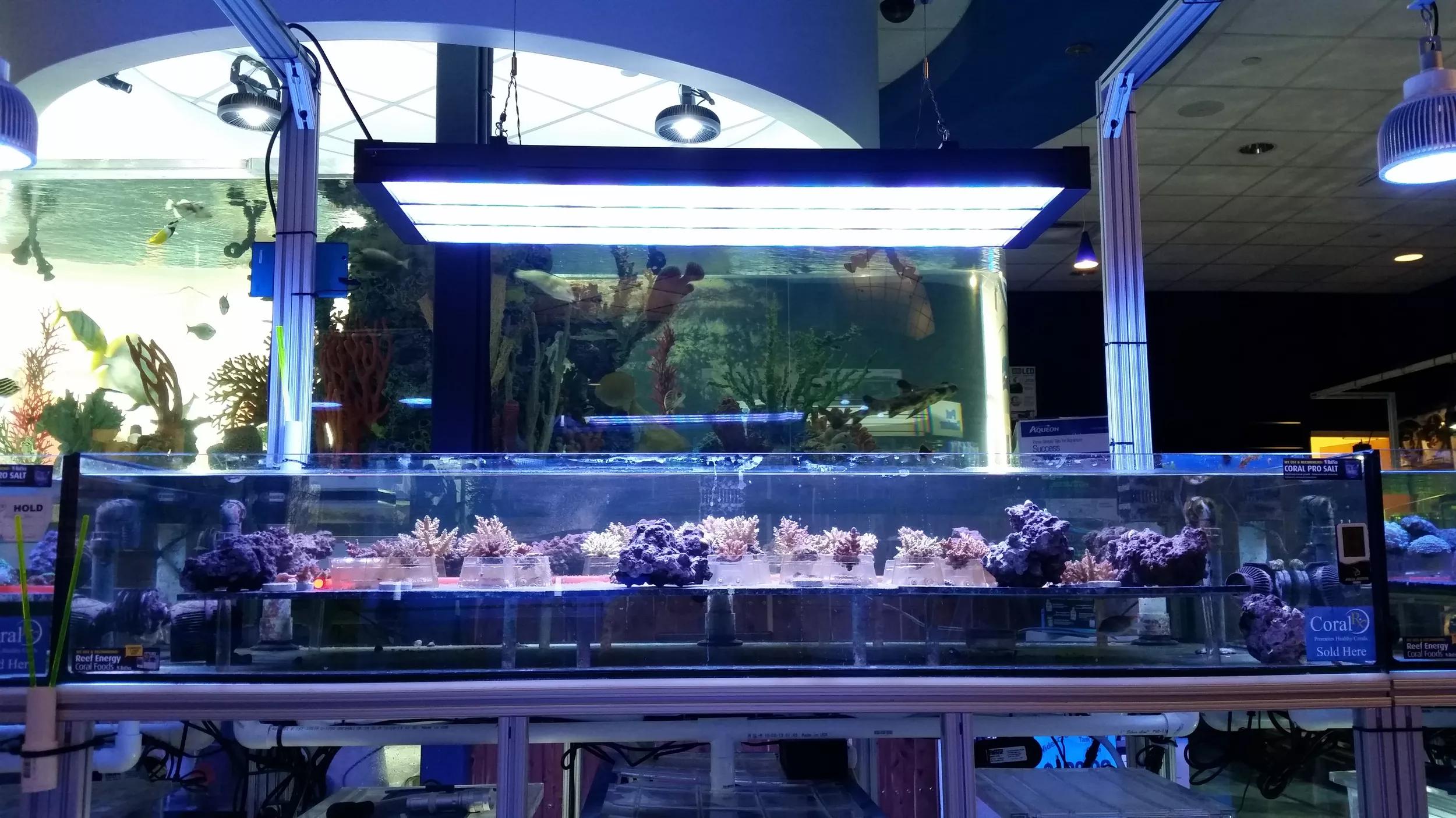 ams OSRAM LED lighting OSLON