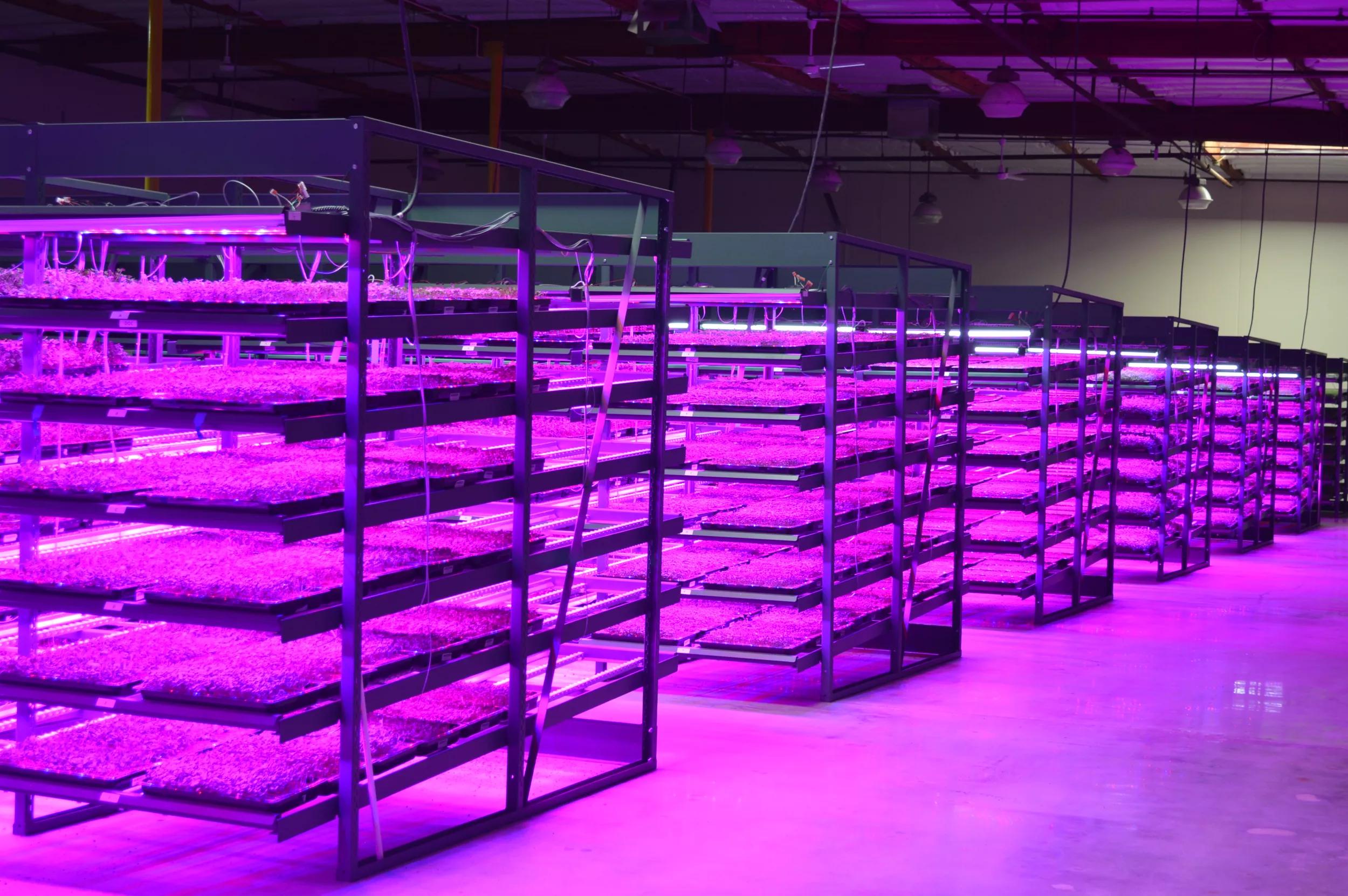ams OSRAM horticultural lighting
