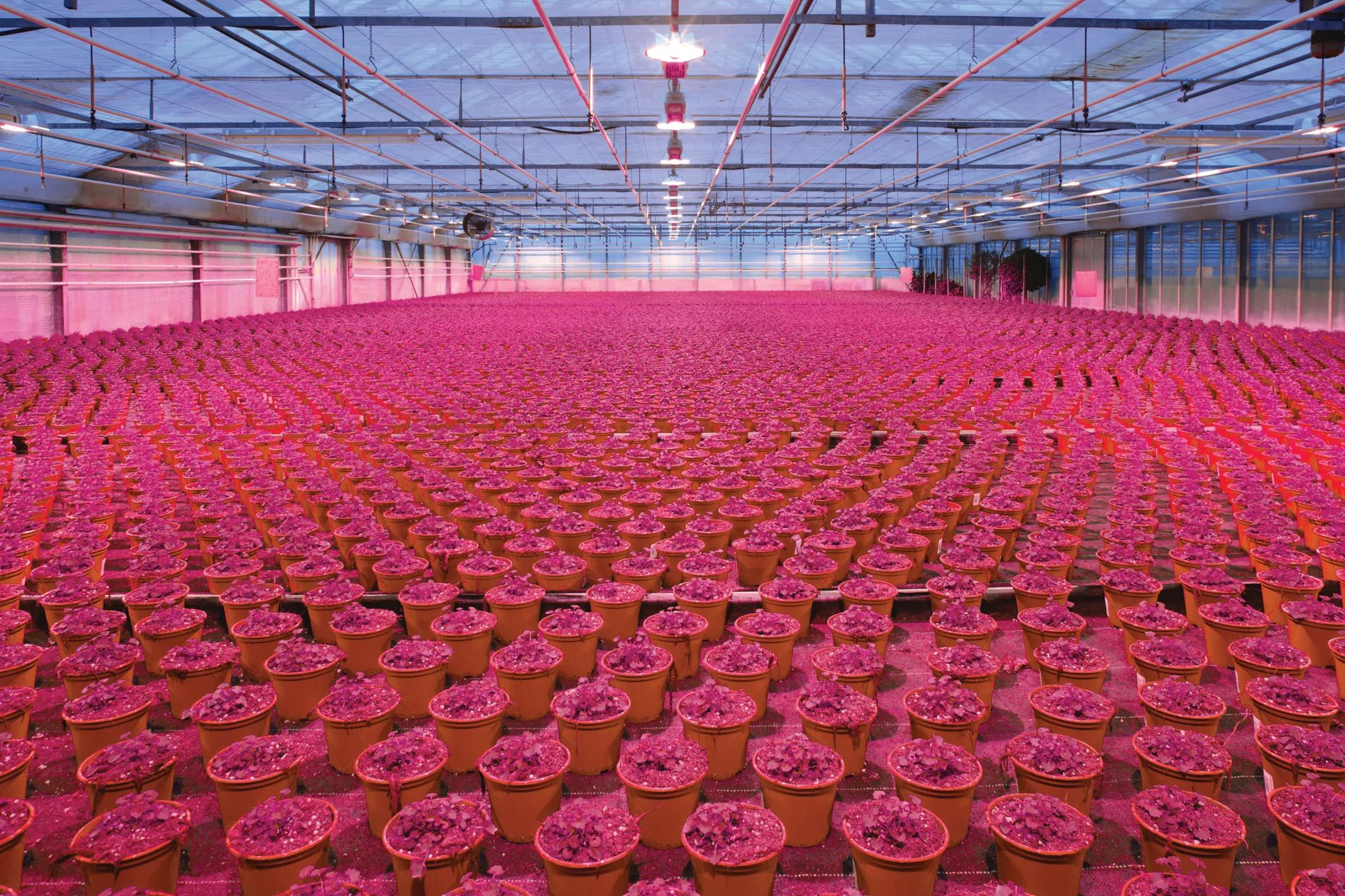 ams OSRAM unveils latest horticulture news: Enhanced 640 nm Red addition expands OSLON® Optimal horticultural LED Series