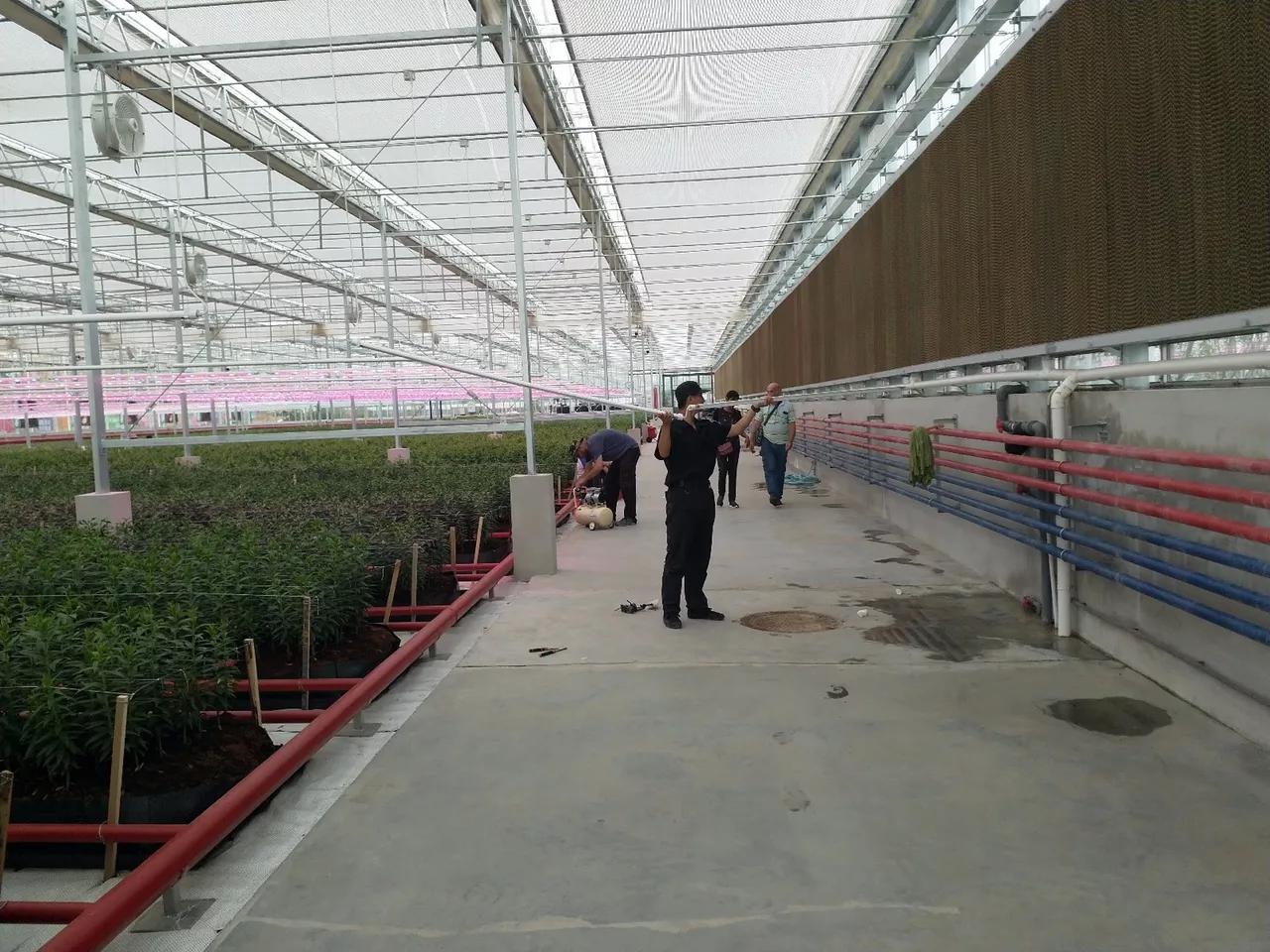 ams OSRAM horticultural lighting