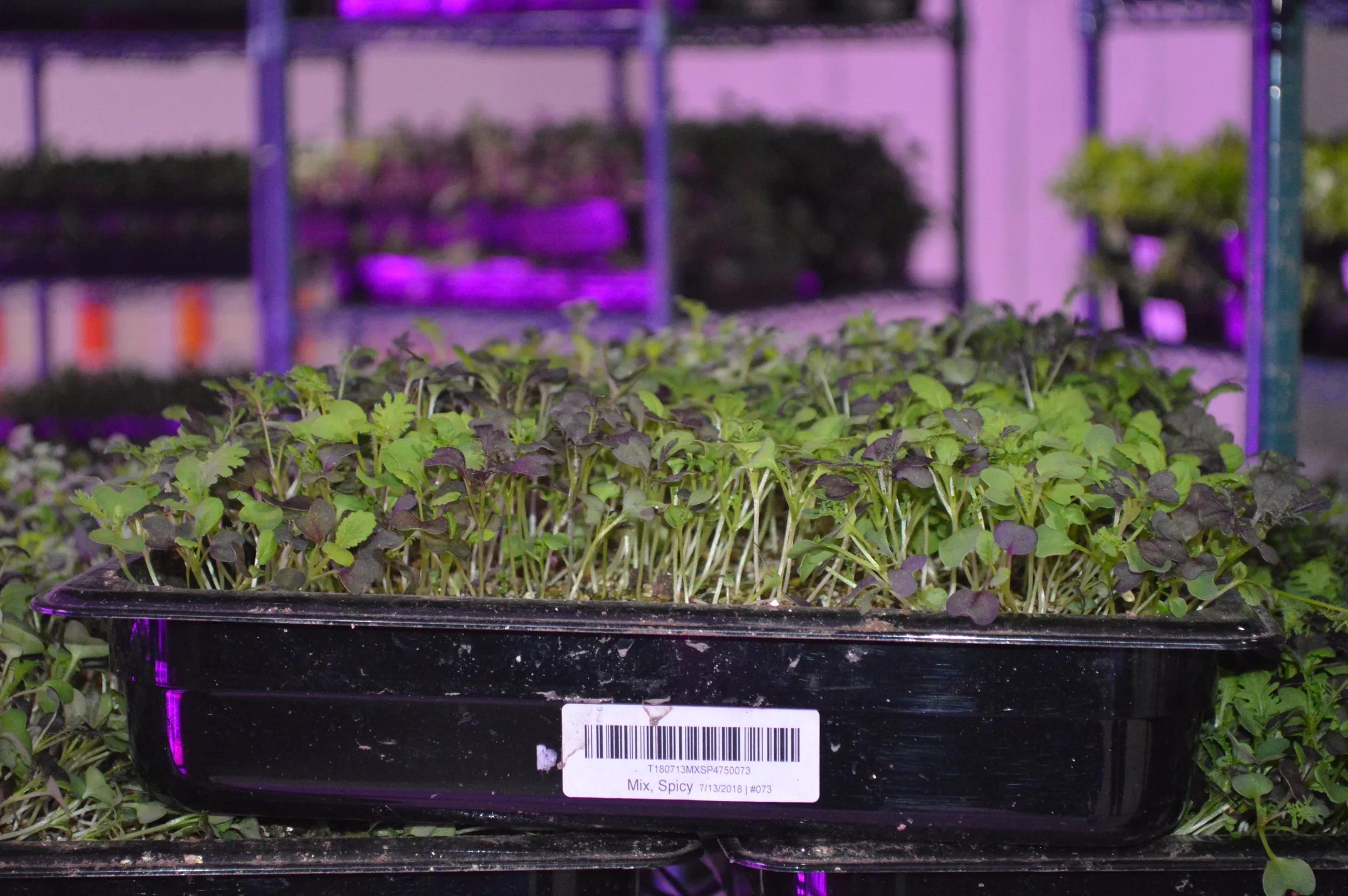 ams OSRAM horticultural lighting