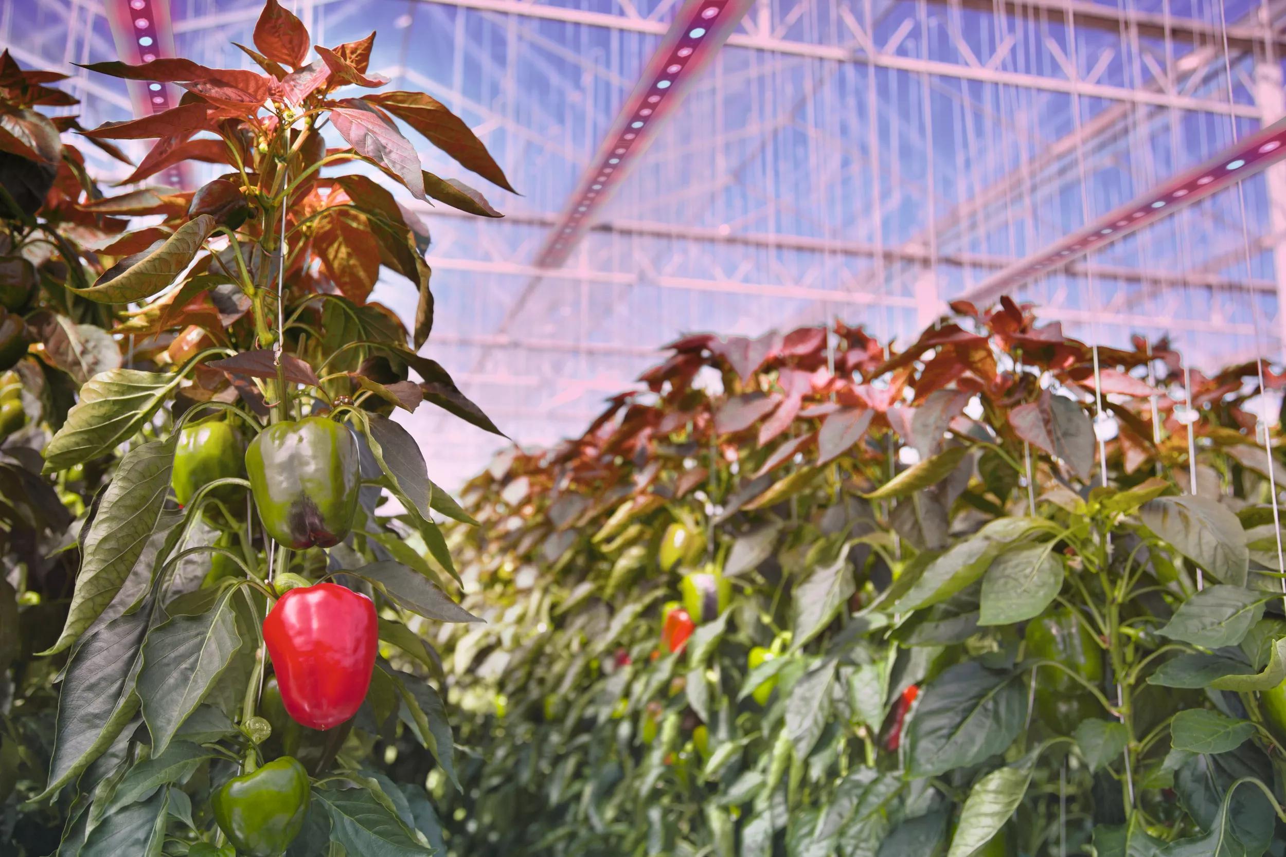 Horticulture lighting – LED and sensor solutions for optimal plant growth